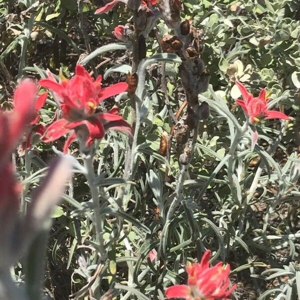 Castilleja arachnoidea Folha