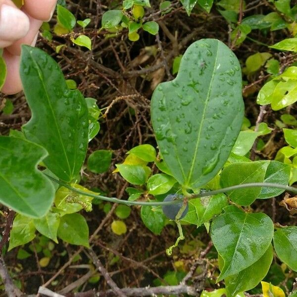 Passiflora suberosa Folio