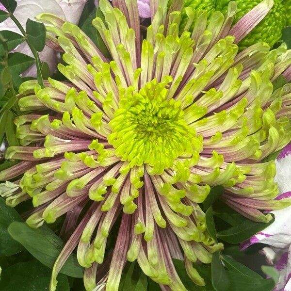 Chrysanthemum × morifolium Blodyn