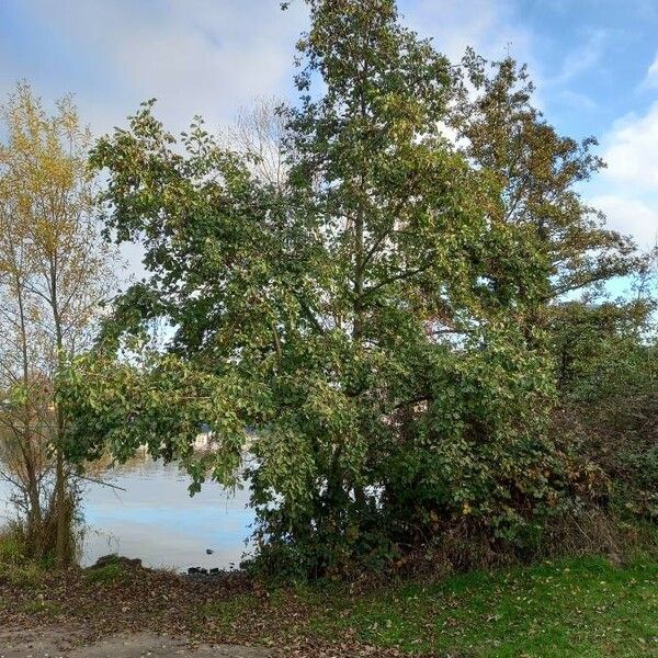 Alnus glutinosa Vekstform