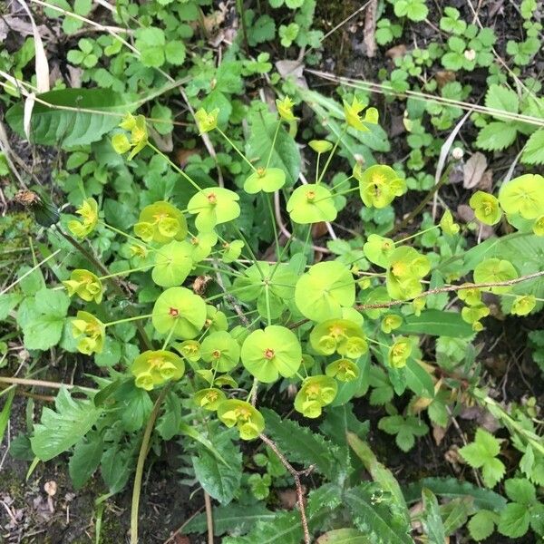 Euphorbia amygdaloides Leaf