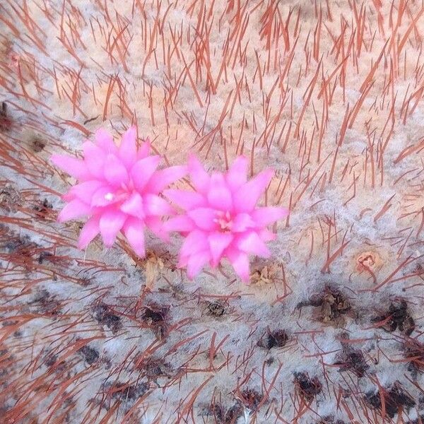 Melocactus intortus Flower