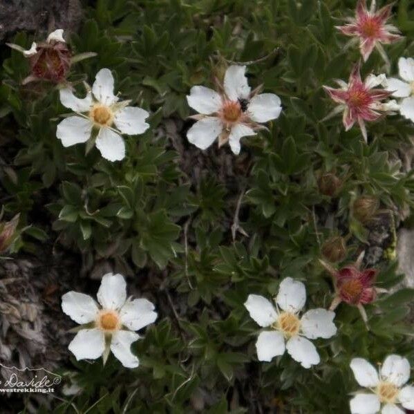 Potentilla nitida Λουλούδι