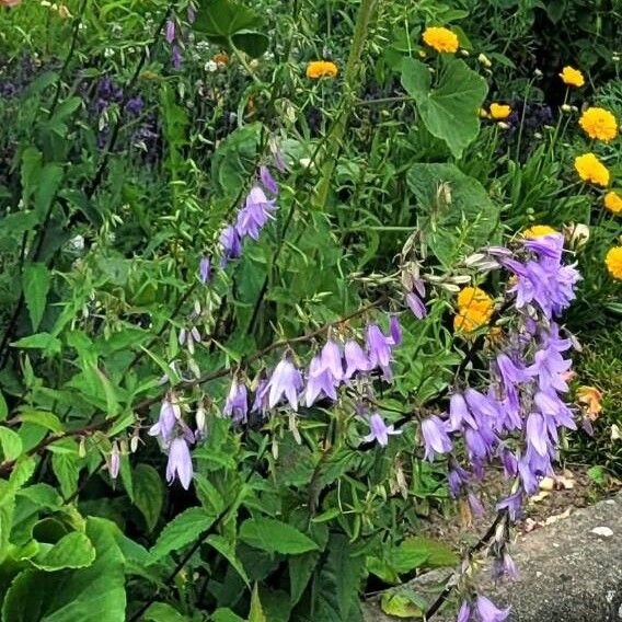 Campanula rapunculoides Flor