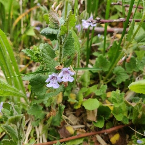 Glechoma hederacea Kwiat