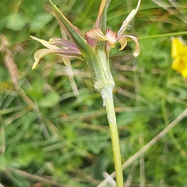 Tragopogon crocifolius Flower