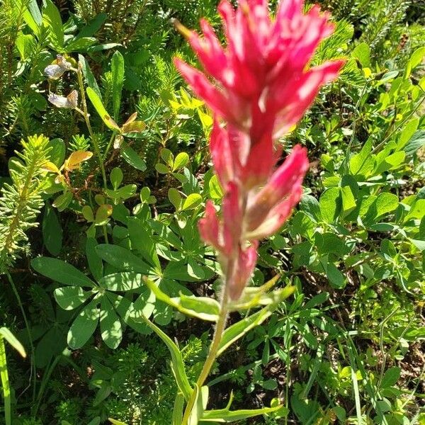 Castilleja parviflora 花