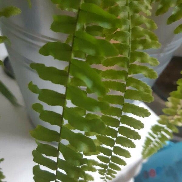 Asplenium platyneuron Leaf