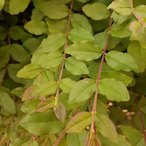 Ligustrum sinense Hoja