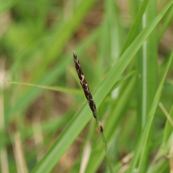 Zoysia japonica Blomst