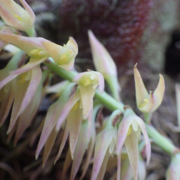 Bulbophyllum nigritianum Flower