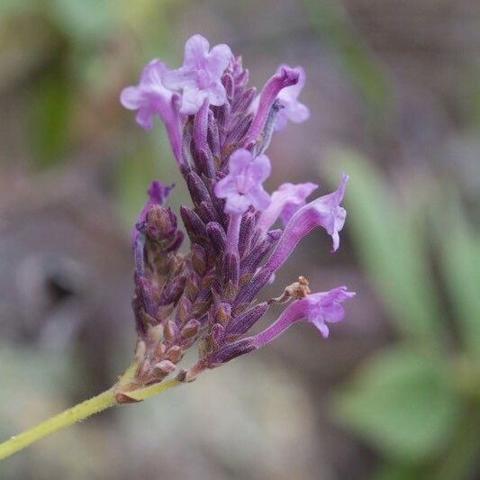 Lavandula rotundifolia Fleur