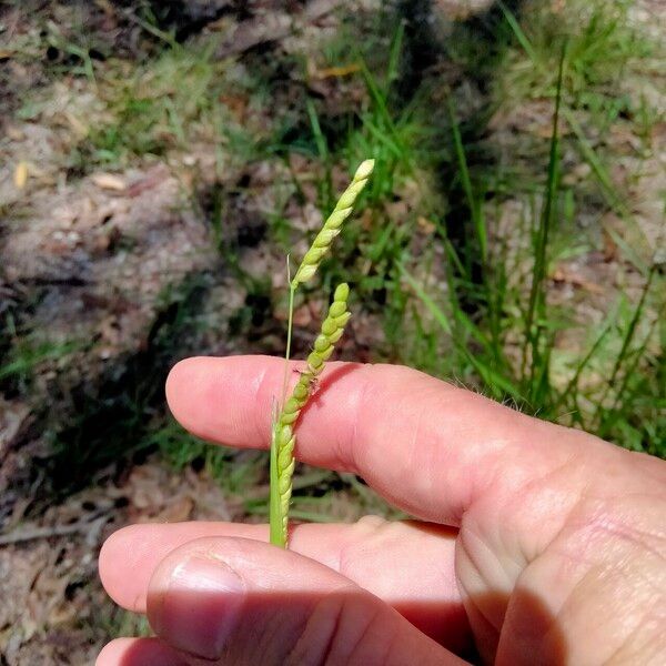 Urochloa eminii Õis