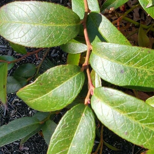 Leucothoe fontanesiana Blad