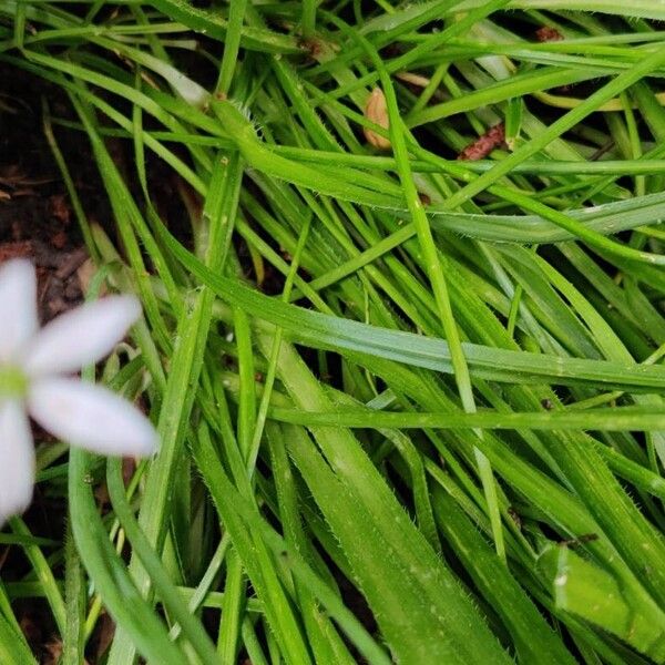 Allium trifoliatum Blad