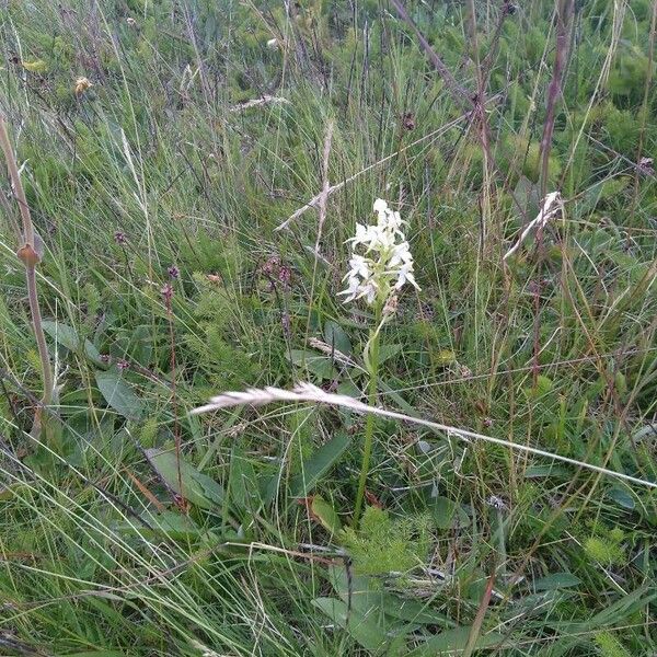 Platanthera chlorantha Žiedas