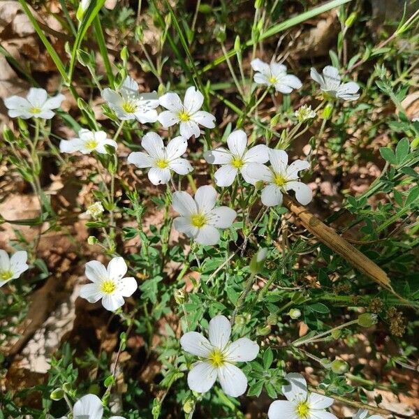 Arenaria montana Kukka