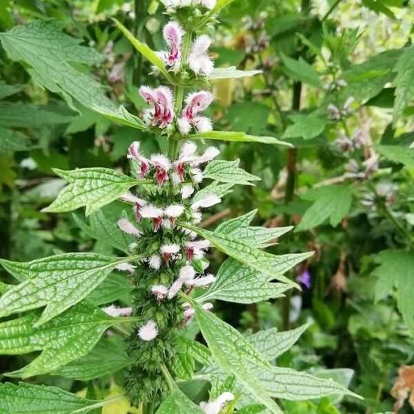 Leonurus cardiaca Fleur