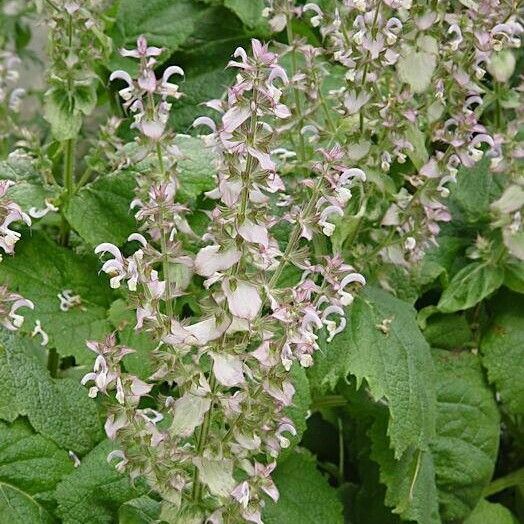 Salvia sclarea Blad