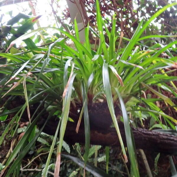 Guzmania acorifolia Elinympäristö