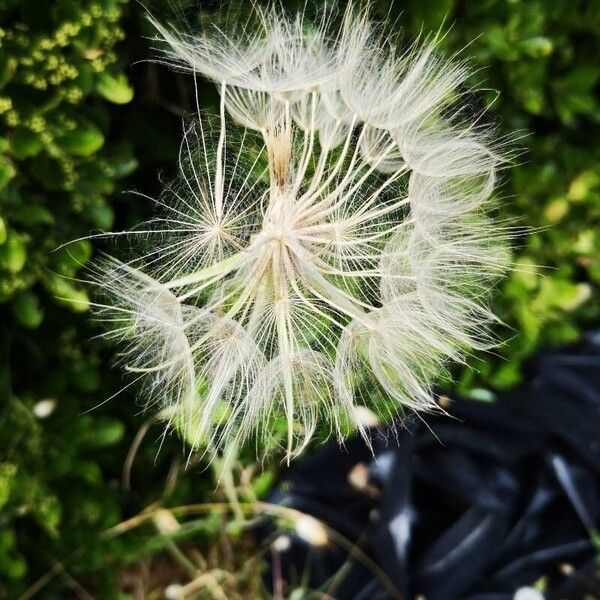 Tragopogon dubius Fruit