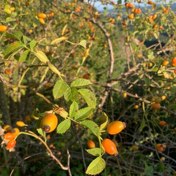 Rosa rubiginosa Fruit