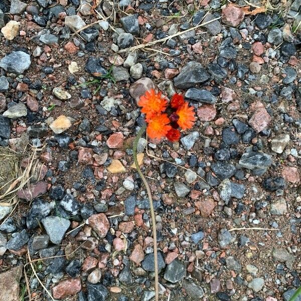 Pilosella aurantiaca Flors