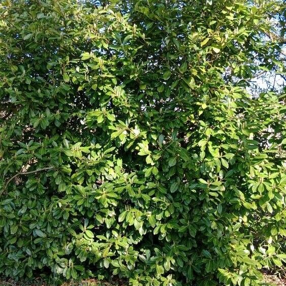 Prunus laurocerasus Tervik taim