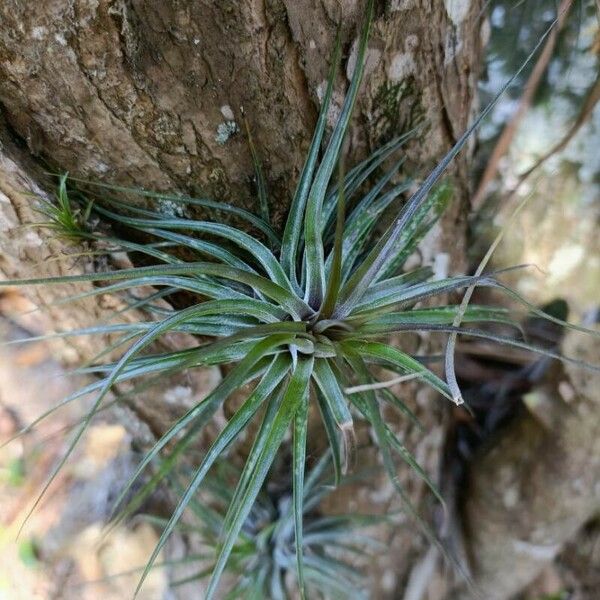 Tillandsia stricta ഇല