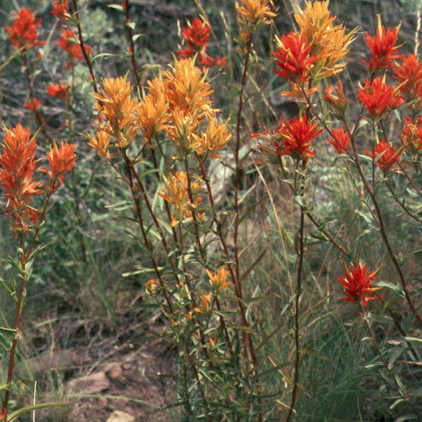 Castilleja linariifolia Habit