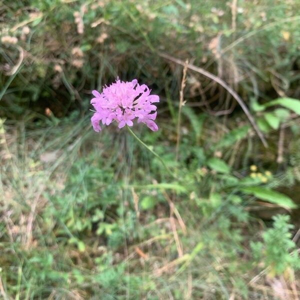 Scabiosa triandra Flower