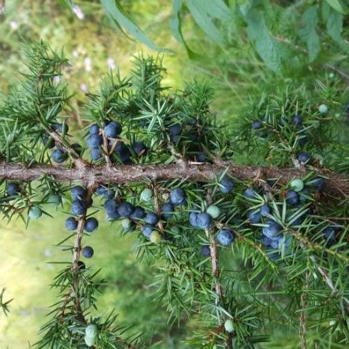 Juniperus communis Fruit