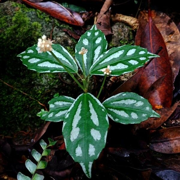 Pilea cadierei Õis