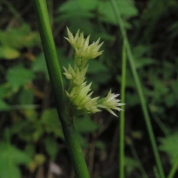 Juncus effusus Листок