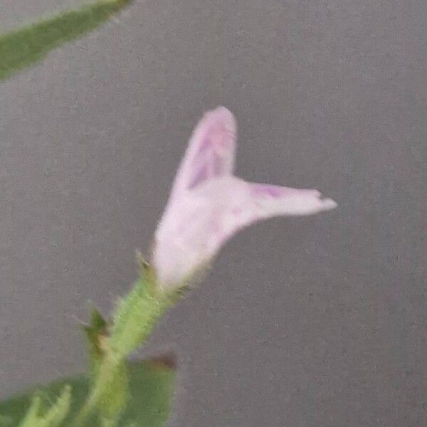 Scutellaria racemosa Flors