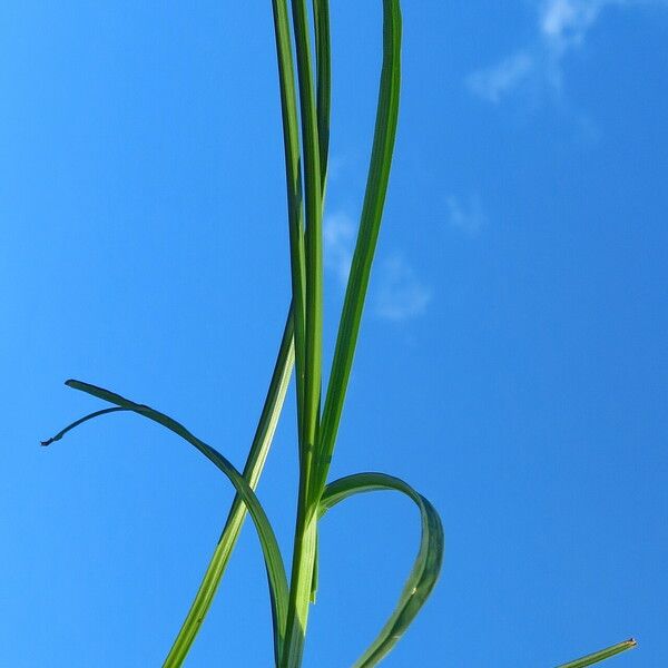 Carex vulpina Лист