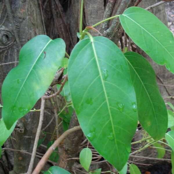 Ficus prolixa Other