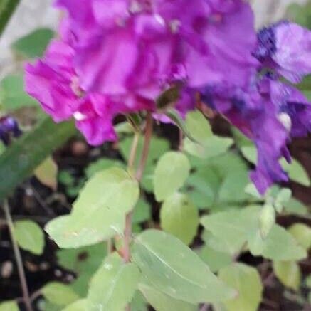 Clarkia unguiculata Flower