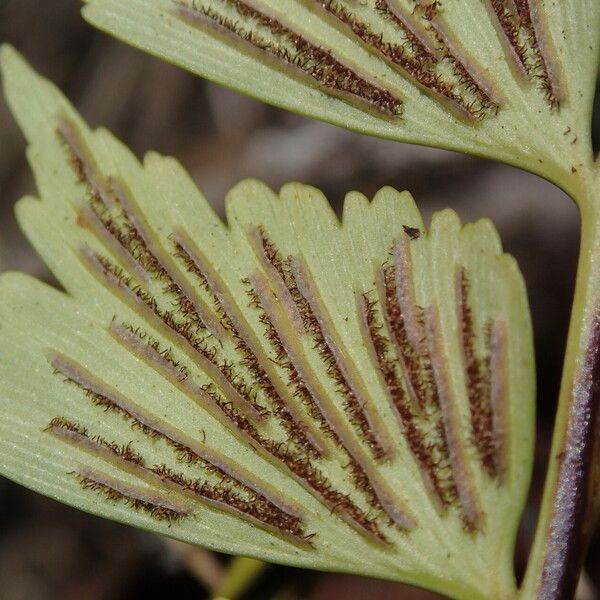 Asplenium stuhlmannii Folha