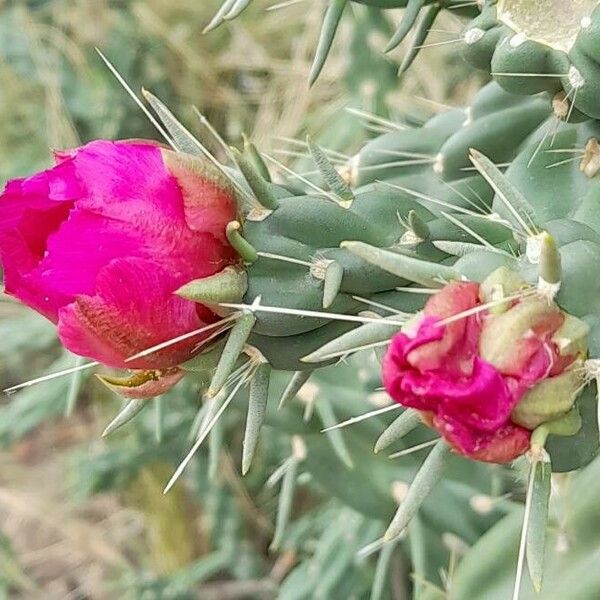 Cylindropuntia imbricata Flor