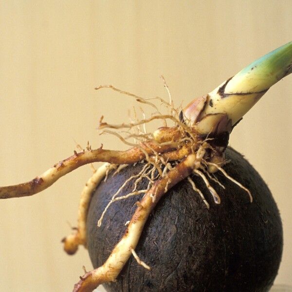 Cocos nucifera अन्य