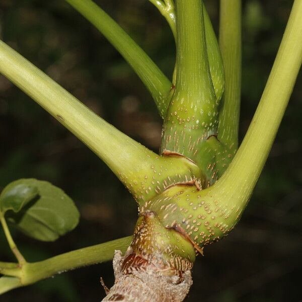 Aralia excelsa خشب