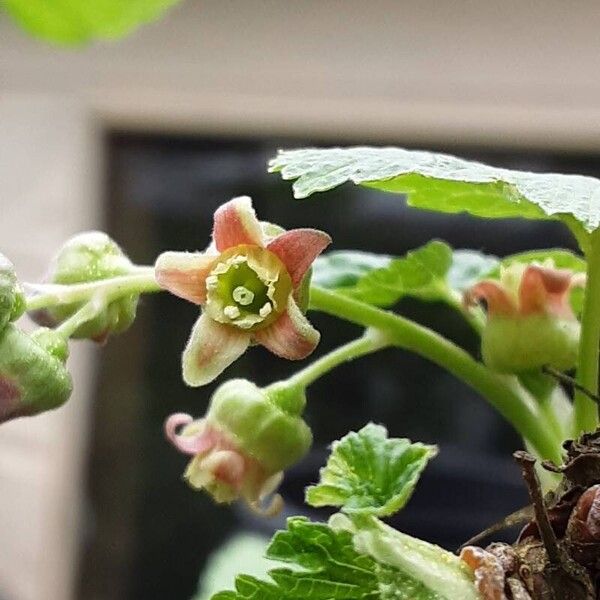 Ribes nigrum Flower