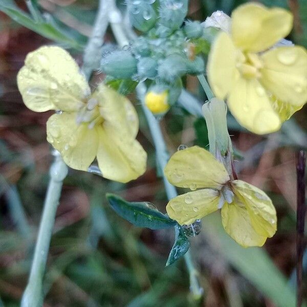 Coincya monensis Blomma