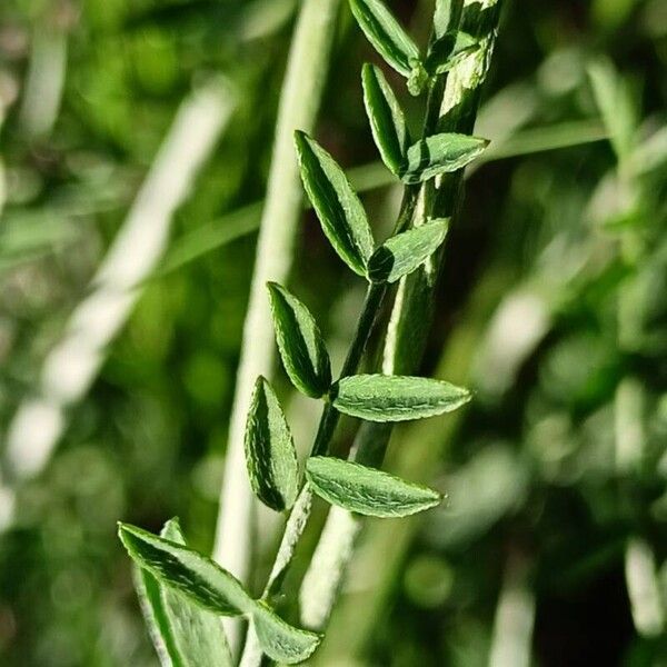 Astragalus varius Лист