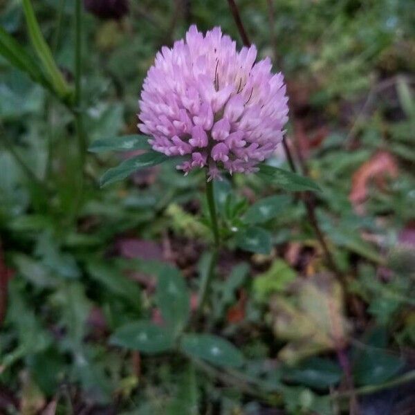 Trifolium pratense Kukka