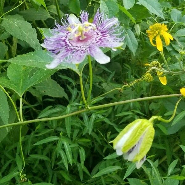 Passiflora incarnata Blatt