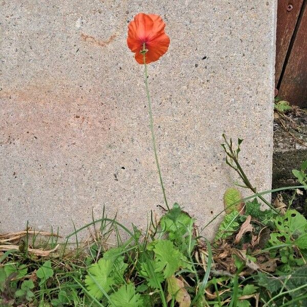 Papaver setiferum Flower