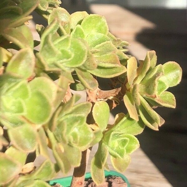 Aeonium leucoblepharum Liść