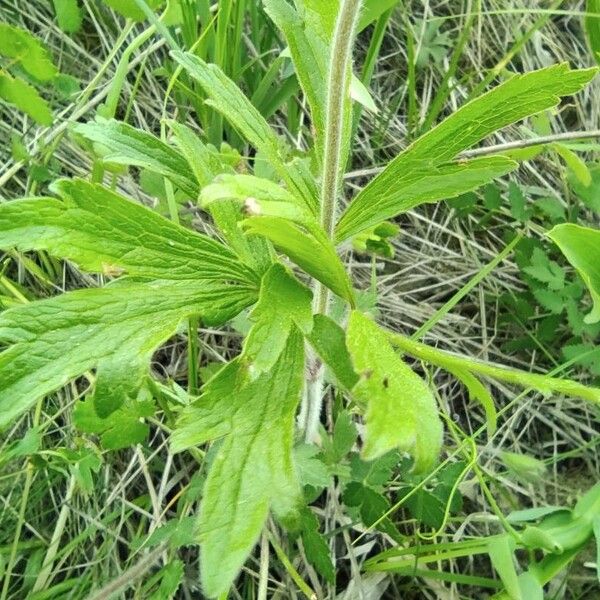 Anemonoides sylvestris Leaf